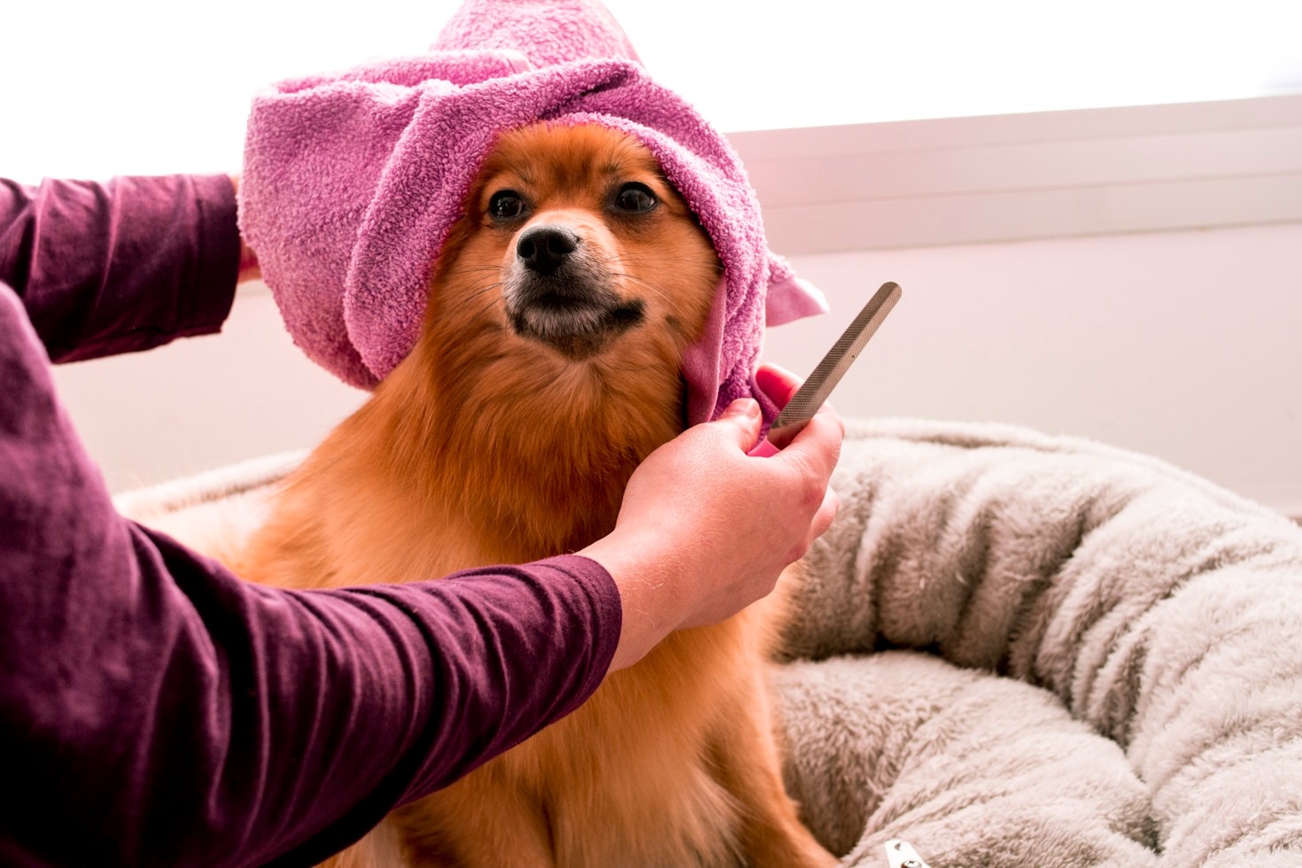 Understanding Grooming Needs for Different Pet Breeds