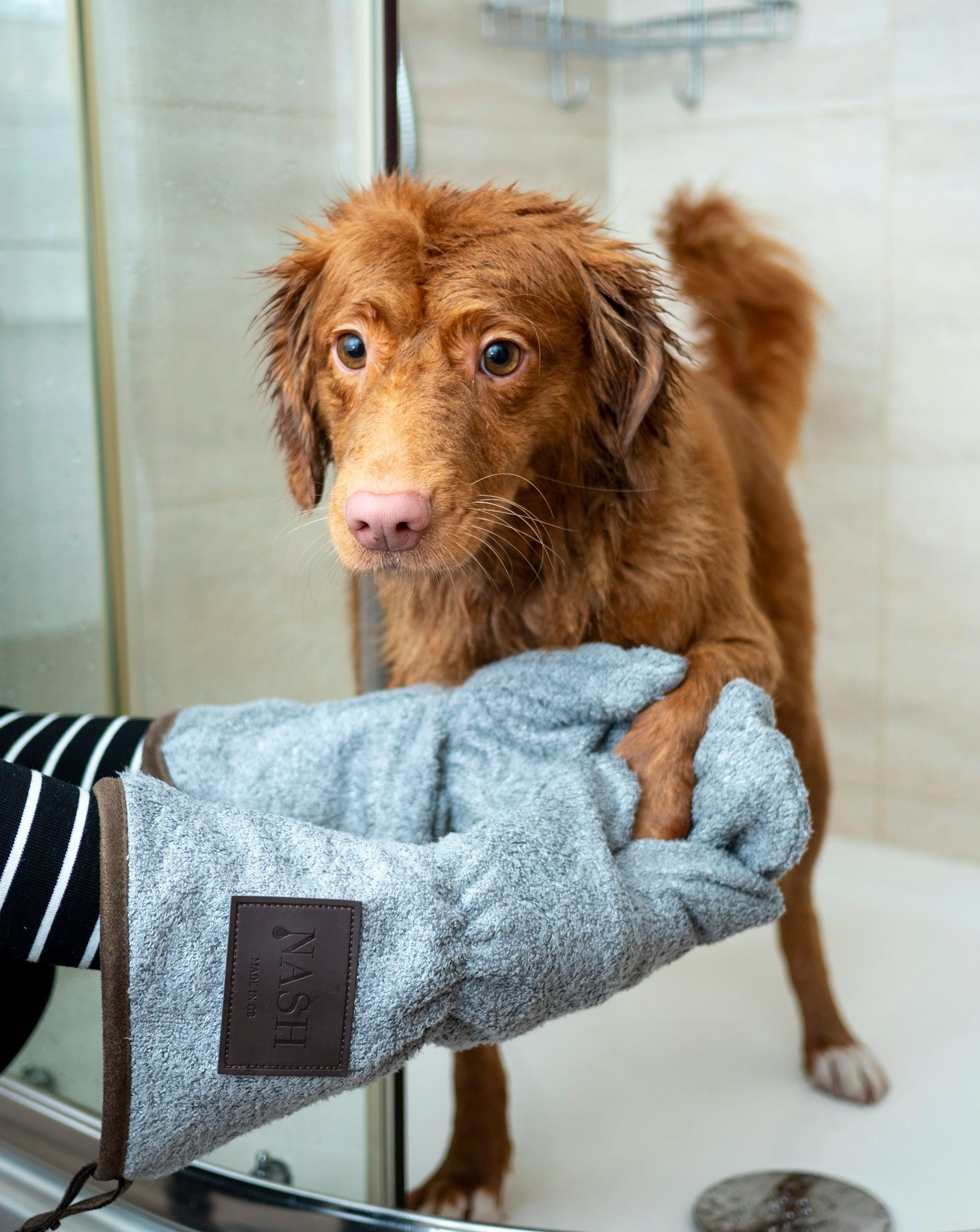 Simple Tips for Stress-Free Pet Grooming at Home